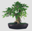  Bonsai Edad 20 Aos (Regalos Flores .com.ar) 